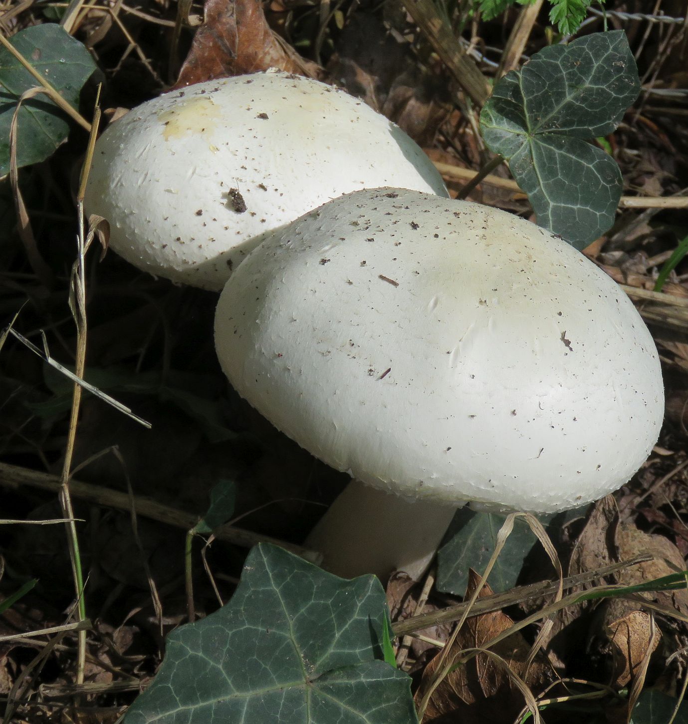  Field Mushroom